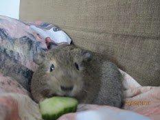 Marsvin team hop,s lulle - Velkommen til Lulle´s profil

Fotograf mig billede 1