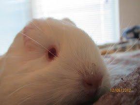 Marsvin Team hop´s Tita4  *unge* - VELKOMMEN TIL TITA´S PROFIL ;) billede 1