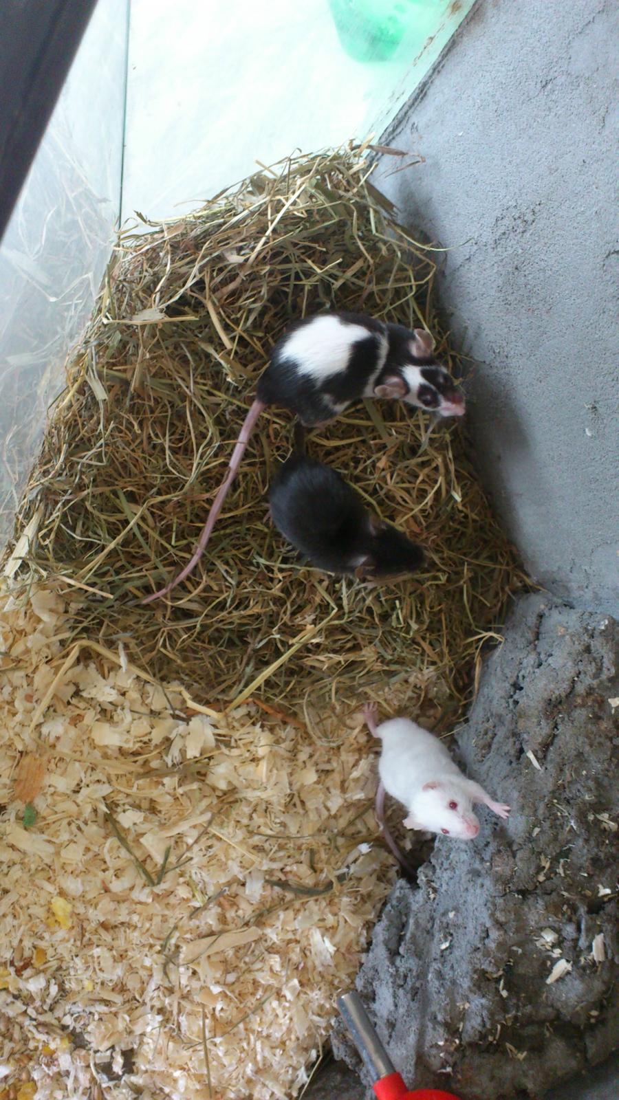 Mus | exc | Dino billede 5