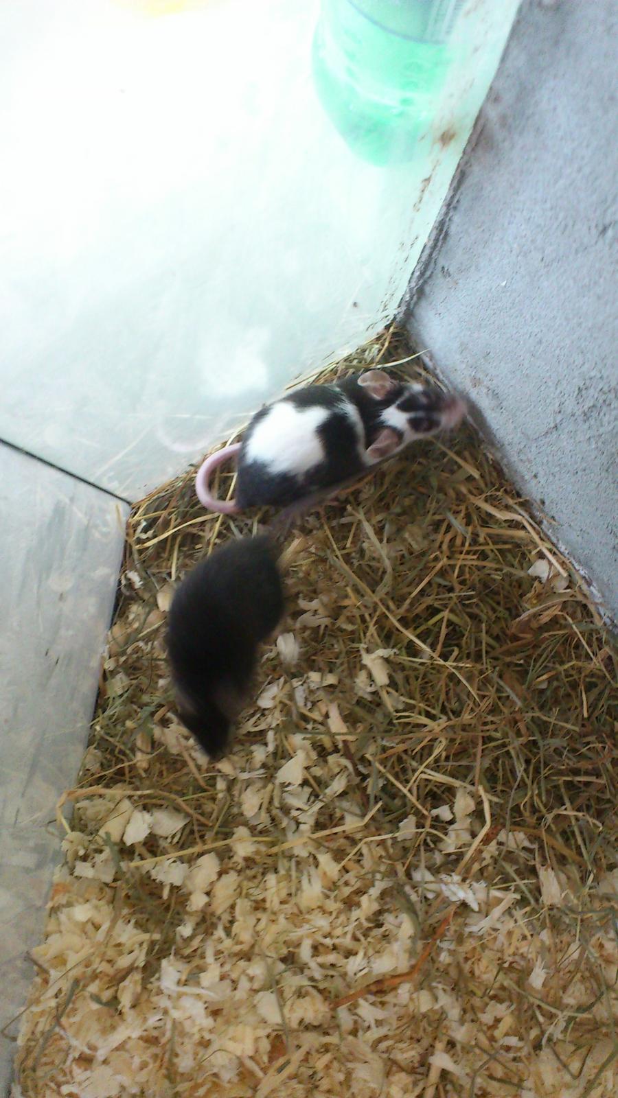 Mus | exc | Dino billede 11