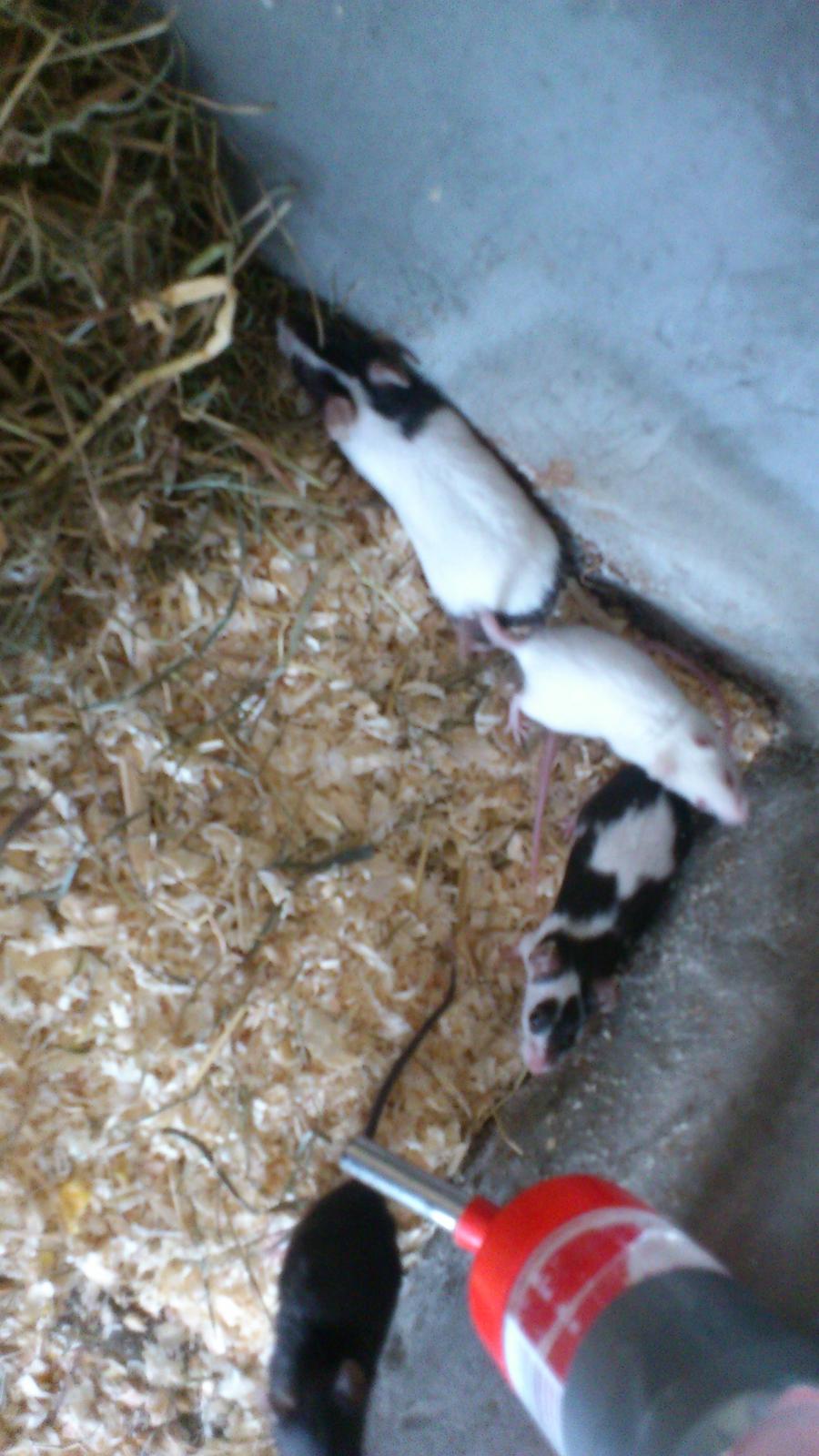 Mus | exc | Dino billede 12