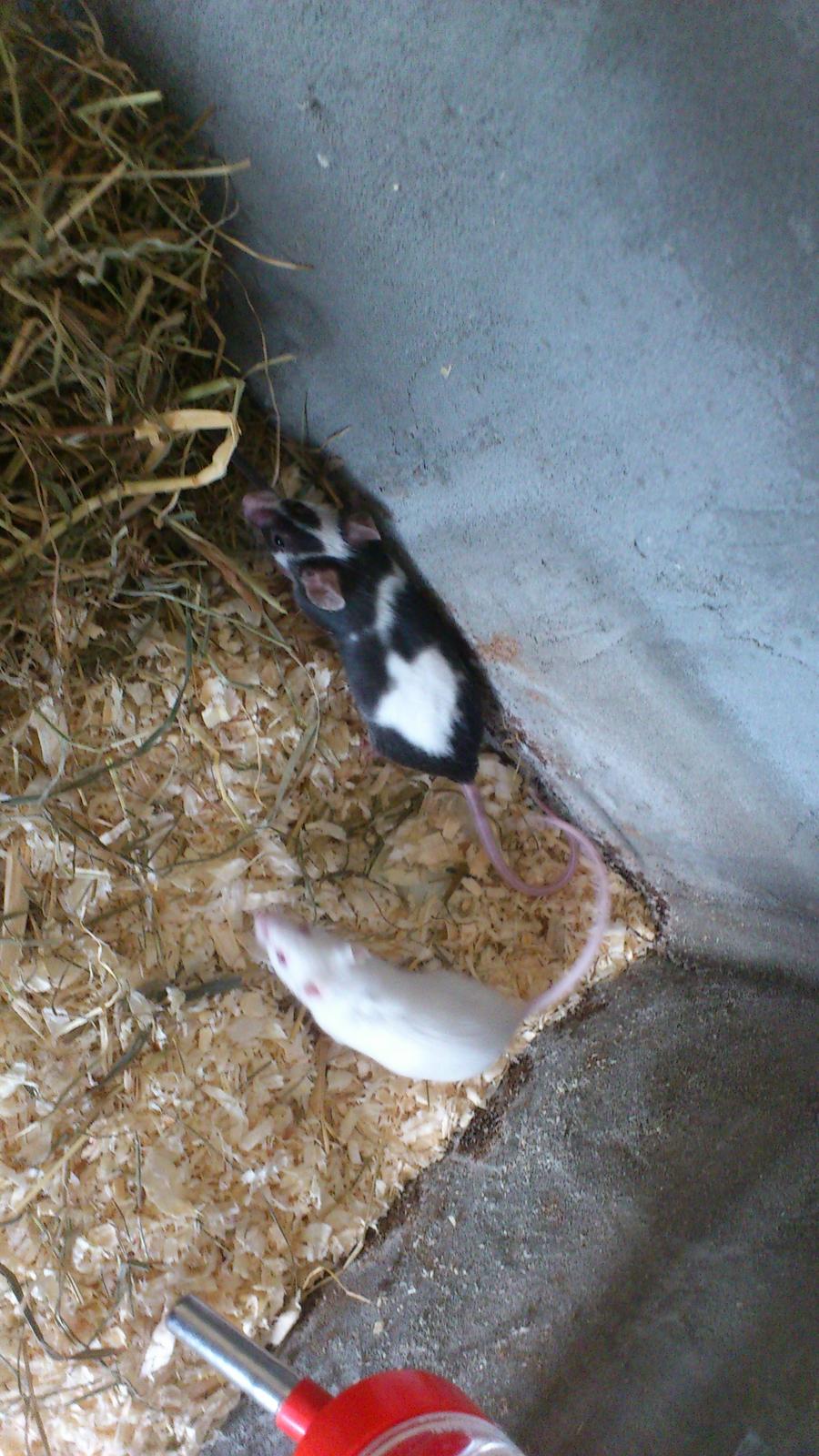 Mus | exc | Dino billede 13