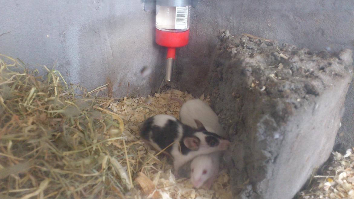 Mus | exc | Dino billede 14