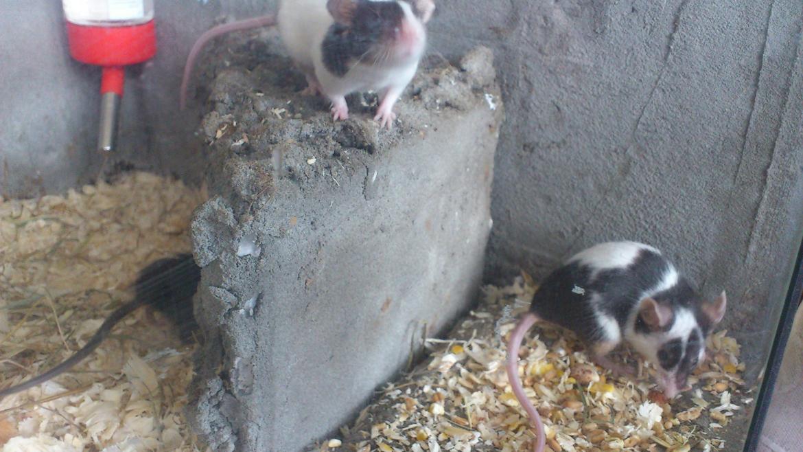 Mus | exc | Dino billede 6