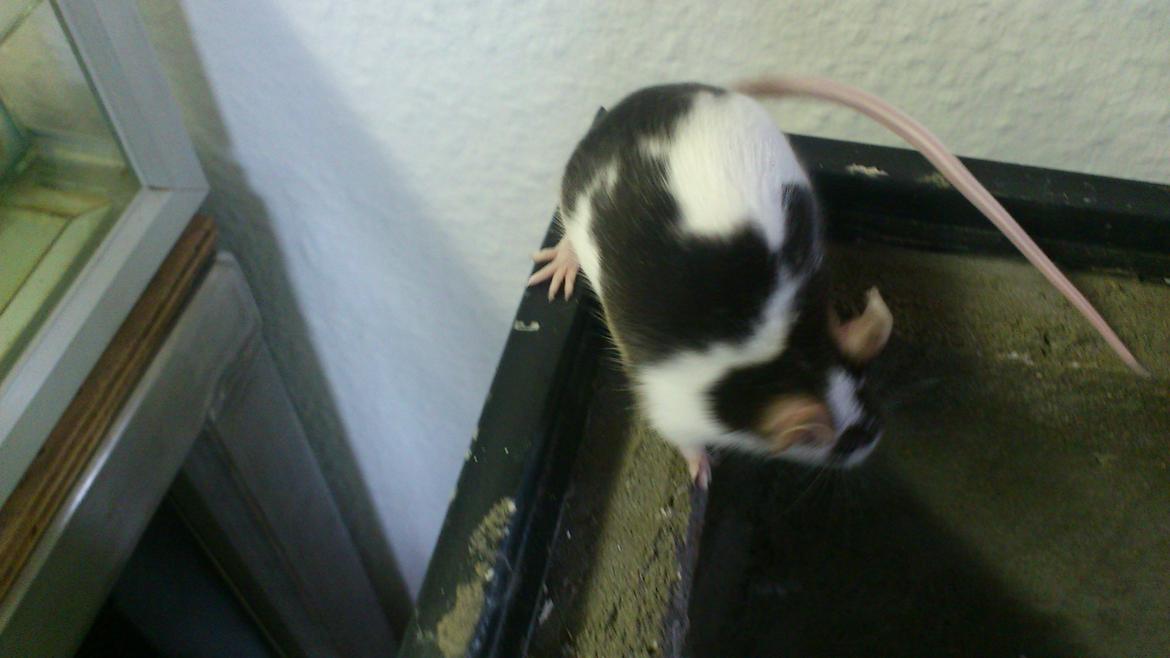 Mus | exc | Dino billede 15