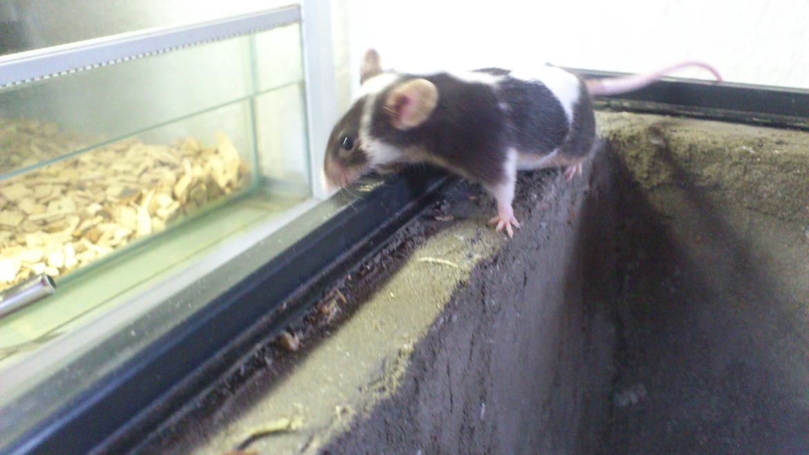 Mus | exc | Dino billede 9