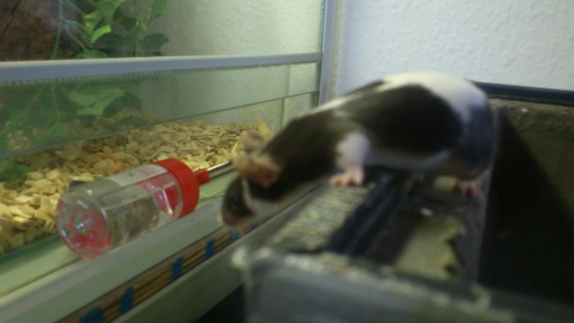 Mus | exc | Dino billede 7