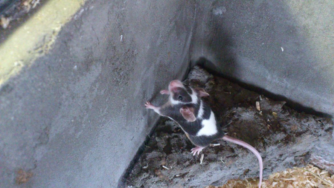 Mus | exc | Dino billede 2