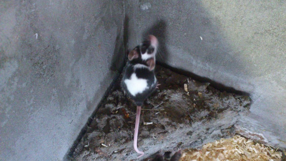 Mus | exc | Dino billede 3