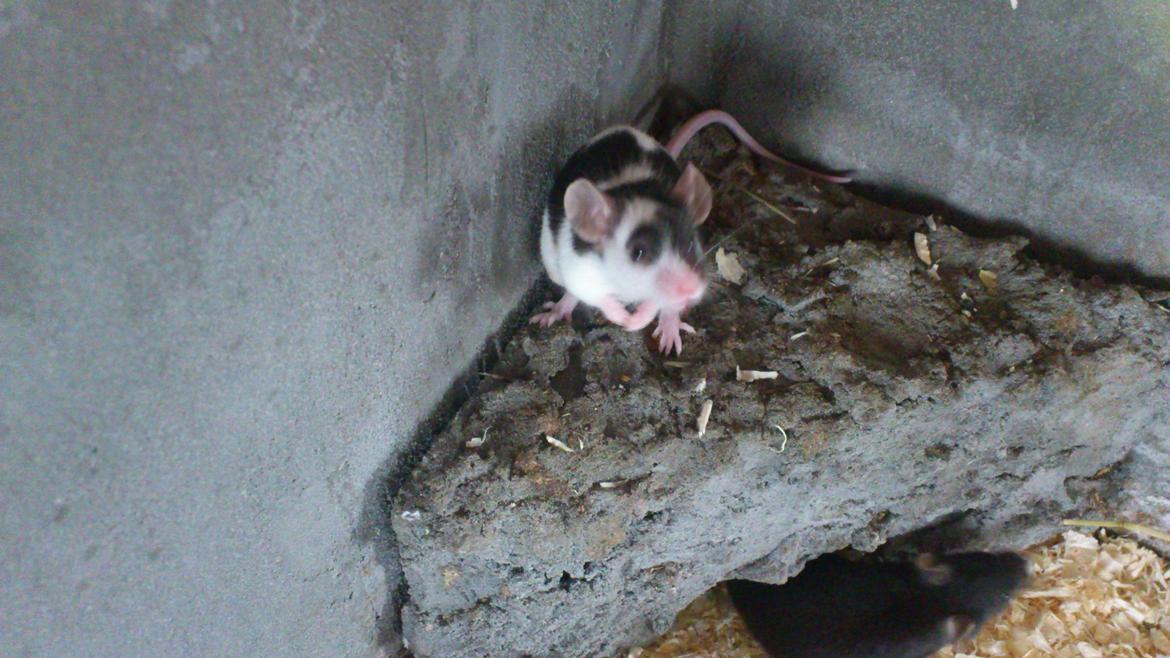 Mus | exc | Dino billede 4