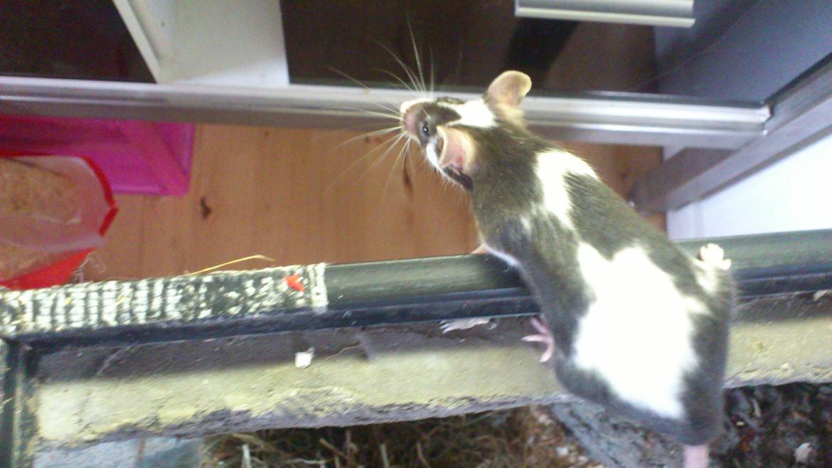 Mus | exc | Dino billede 8