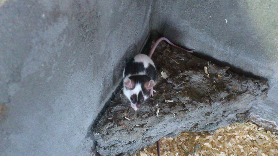 Mus | exc | Dino billede 1