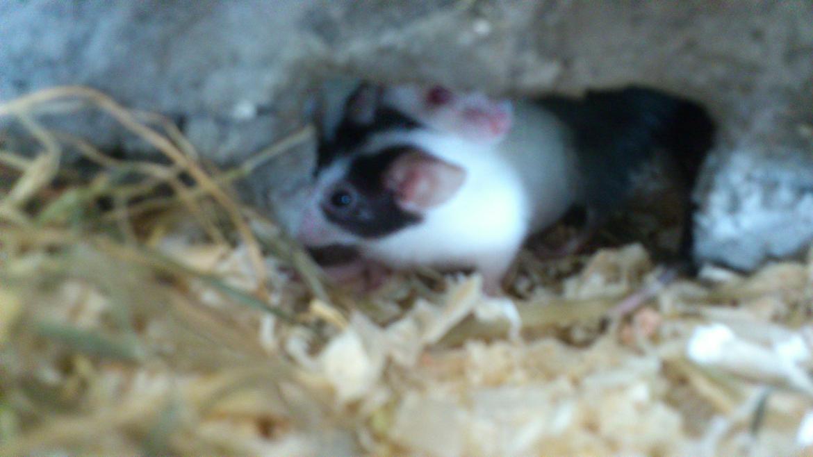 Mus | exc | Shelby billede 1