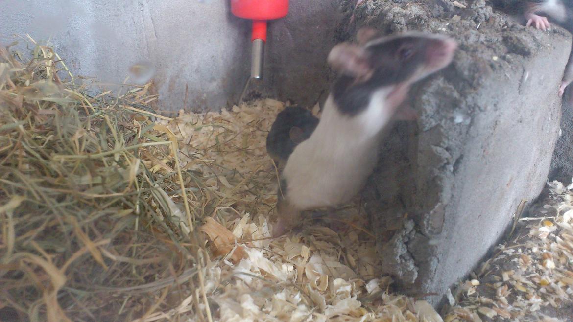 Mus | exc | Shelby billede 2