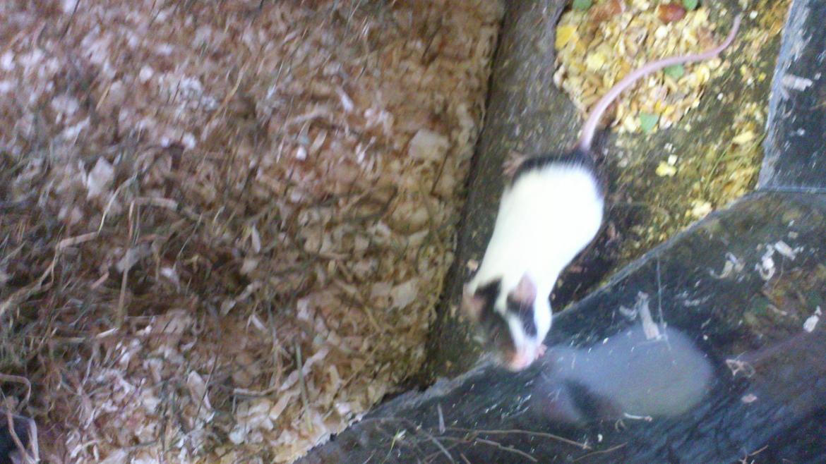 Mus | exc | Shelby billede 3