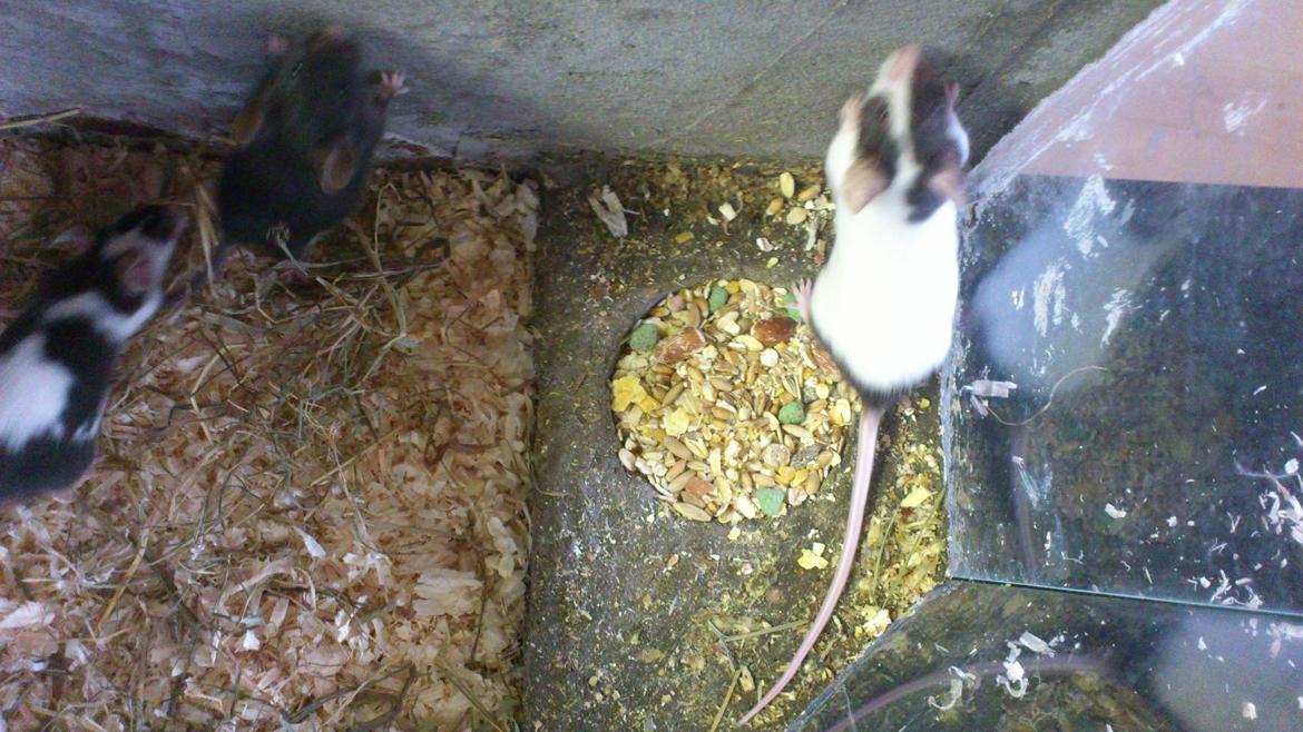 Mus | exc | Shelby billede 4