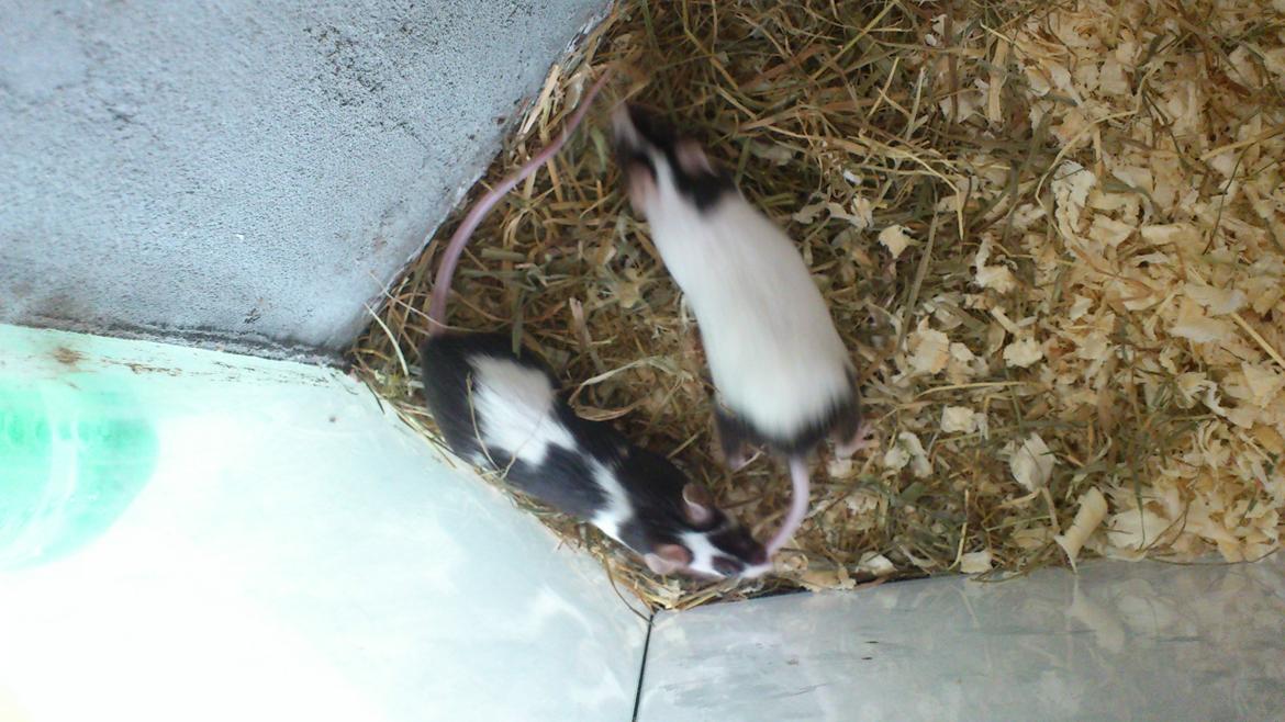 Mus | exc | Shelby billede 5