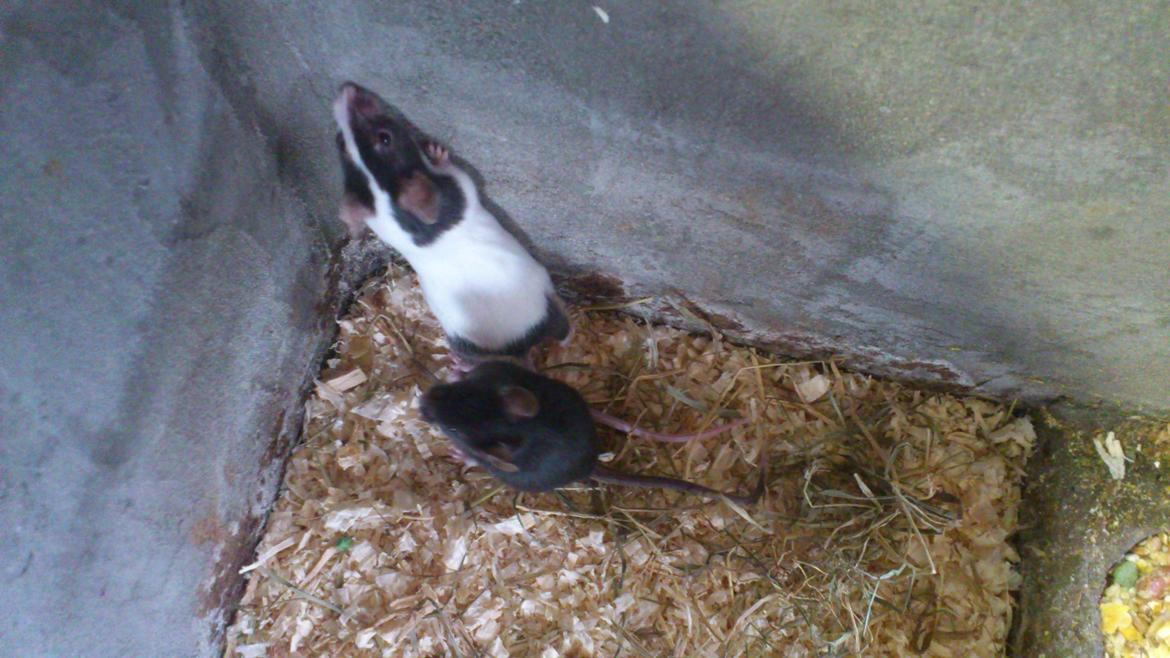 Mus | exc | Shelby billede 6