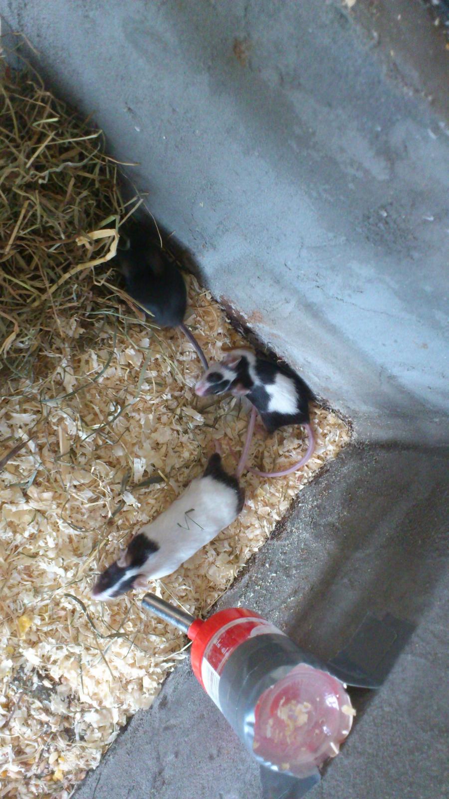 Mus | exc | Shelby billede 7