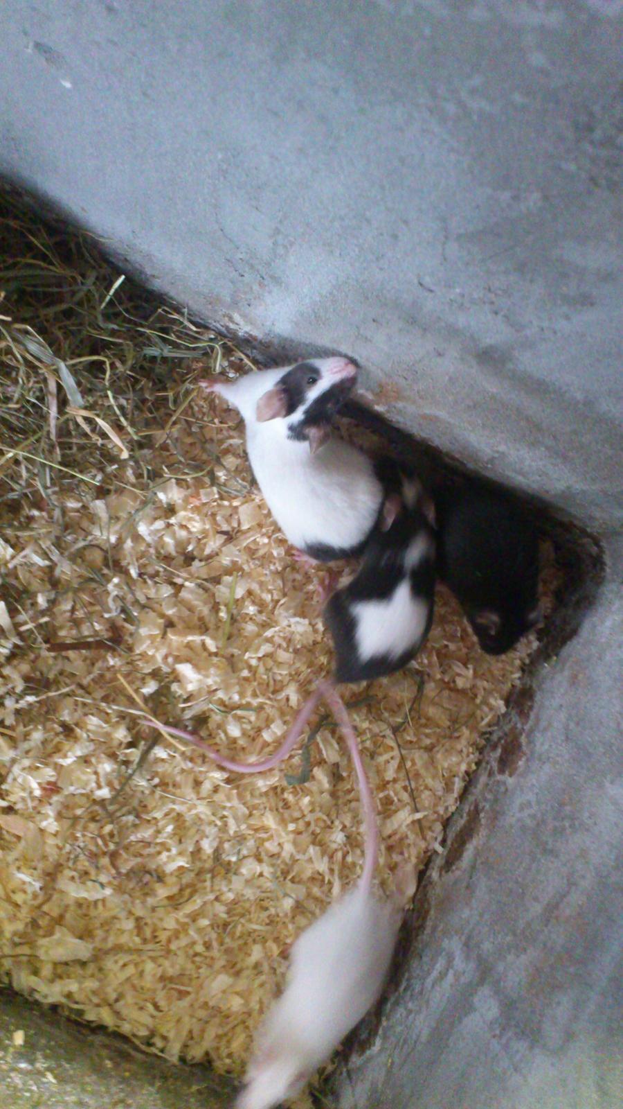 Mus | exc | Shelby billede 9