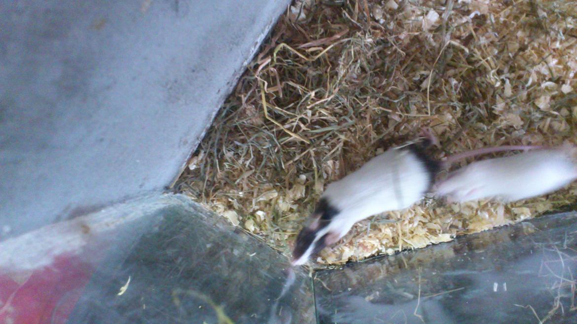 Mus | exc | Shelby billede 10