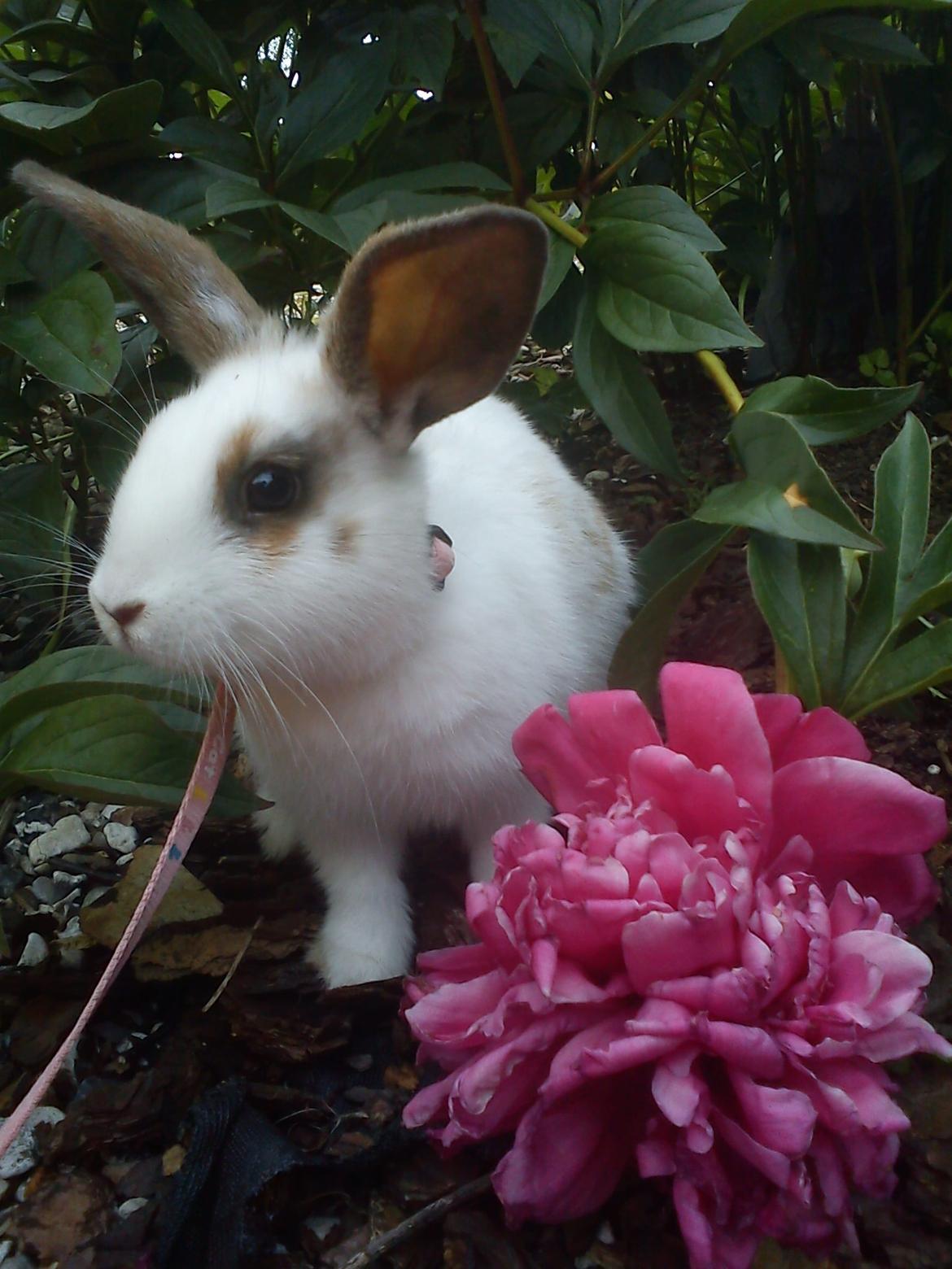 Kanin Bounty R.I.P billede 1