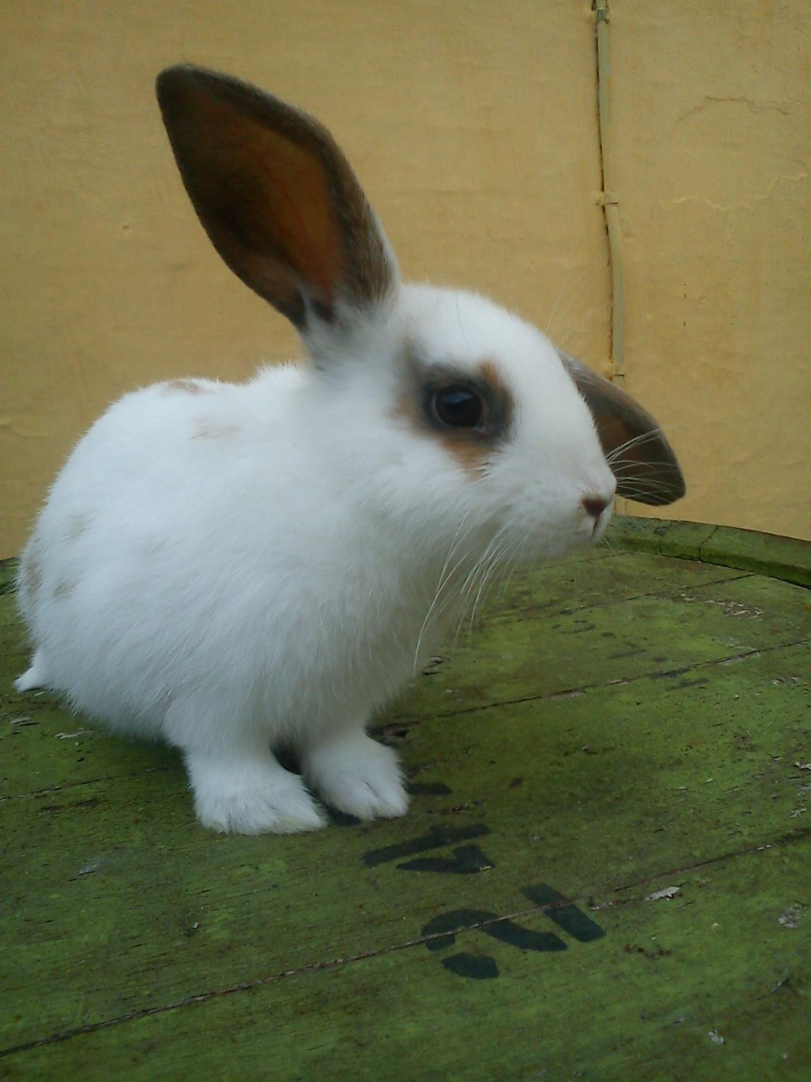 Kanin Bounty R.I.P billede 2