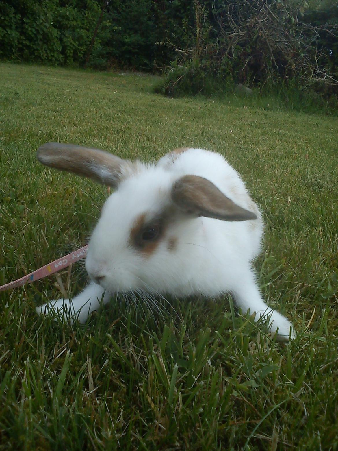 Kanin Bounty R.I.P billede 3