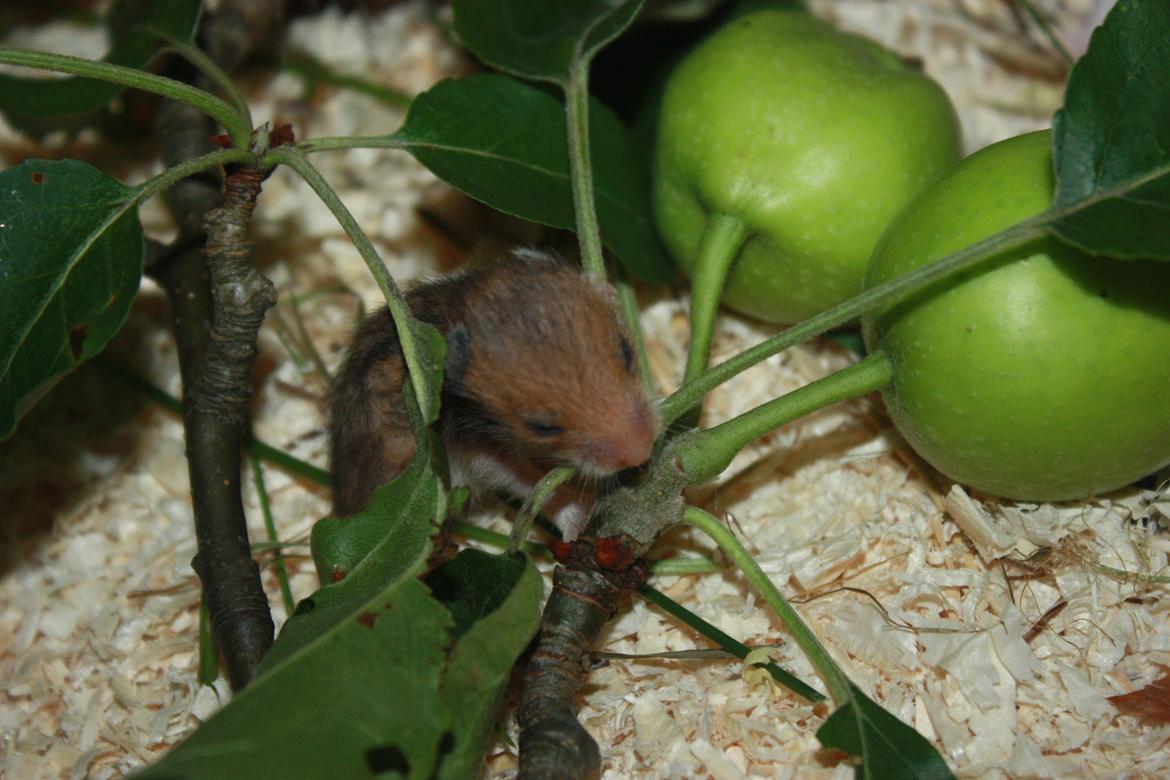 Hamster Chocolate Cookie Monster - Undersøger æblerne :D
D.07.07.12 15 dage gammel billede 3