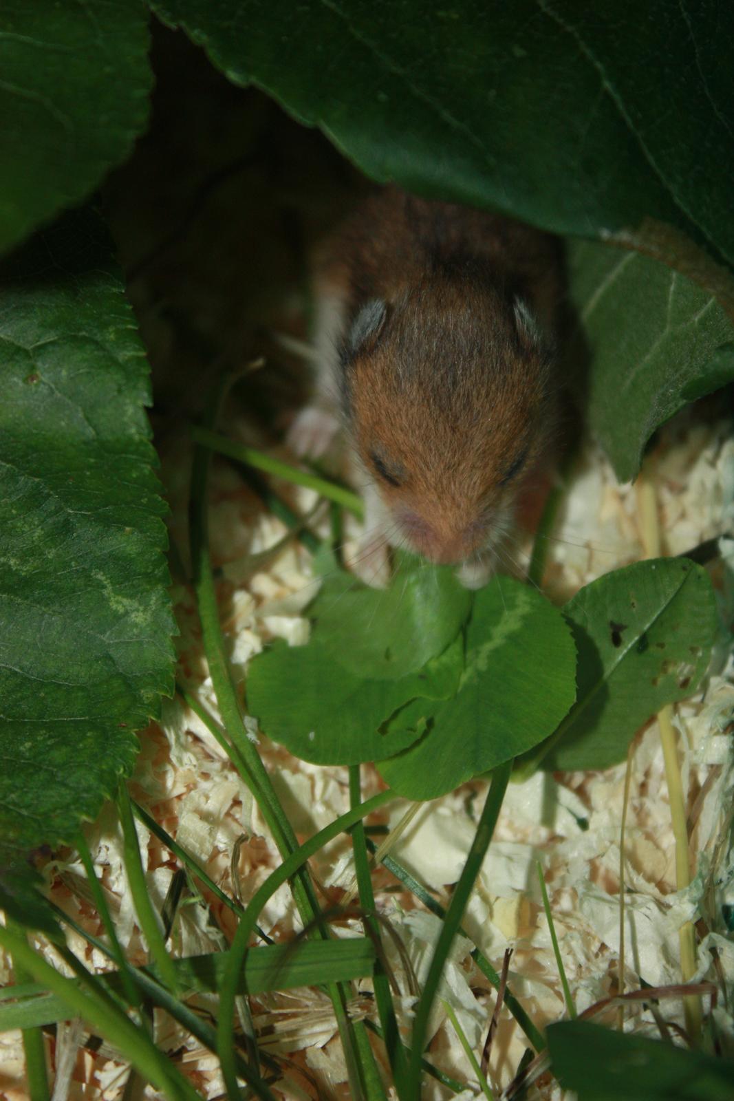 Hamster Chocolate Cookie Monster - Guffer kløver under æblegrenen :)
D.07.07.12  15 dage gammel billede 4