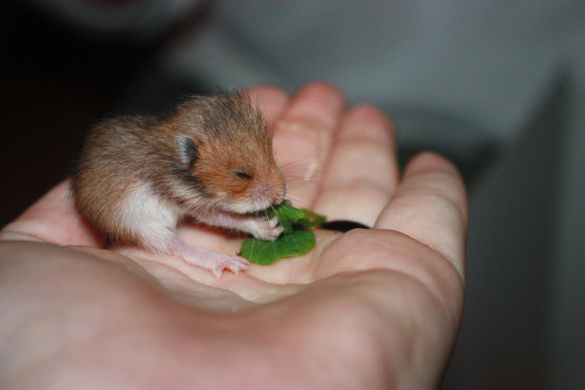 Hamster Chocolate Cookie Monster - Guffer kløver i min hånd :)
D.07.07.12 15 dage gammel billede 5