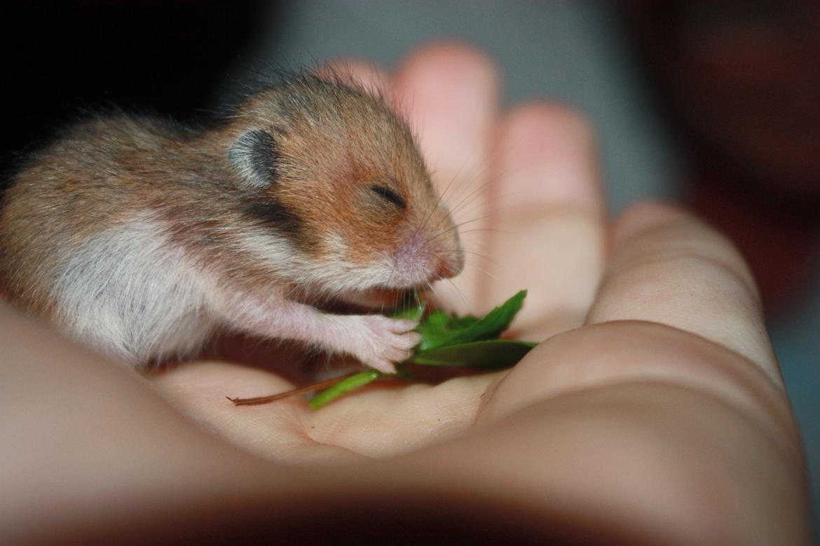 Hamster Chocolate Cookie Monster - Noom :D
D.07.07.12 15 dage gammel billede 6