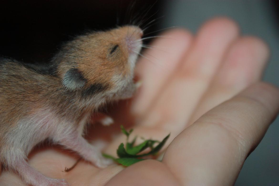 Hamster Chocolate Cookie Monster - gaaaaaaaaaaaab
D.07.07.12 15 dage gammel billede 7