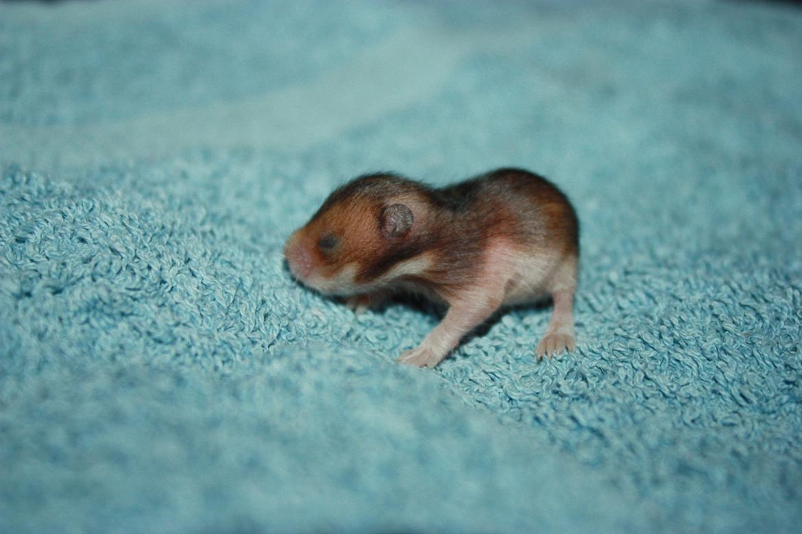 Hamster Chocolate Cookie Monster - Da han blev køns bestemt :) 
D.02.07.12 10 dage gammel billede 9