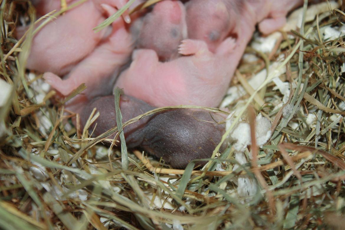 Hamster Chocolate Cookie Monster - den lille mørke klump <3
D.27.06.12 5 dage gammel :D billede 10