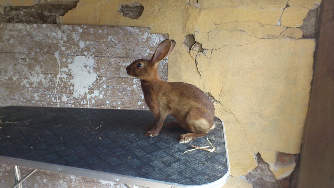 Kanin Belgisk hare. Gaunby`s Alfred billede 1