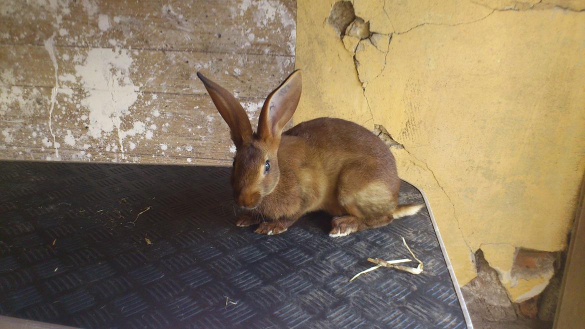 Kanin Belgisk hare. Gaunby`s Alfred billede 2
