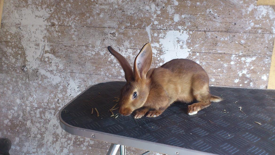 Kanin Belgisk hare. Gaunby`s Alfred billede 3
