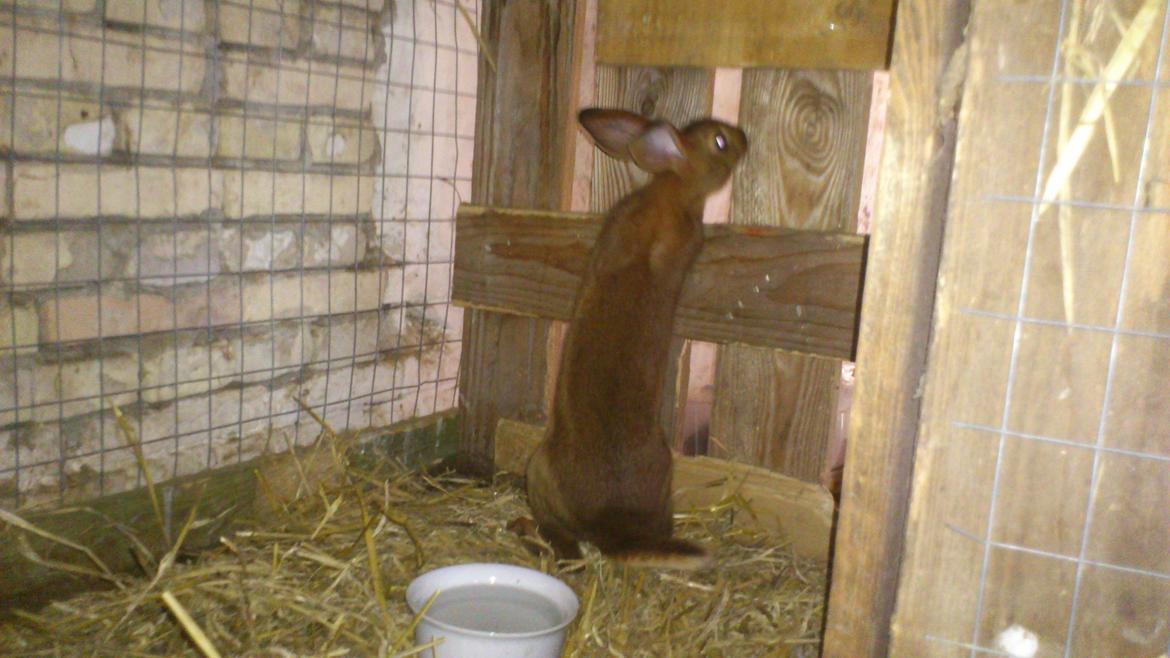 Kanin Belgisk hare. Gaunby`s Alfred billede 4