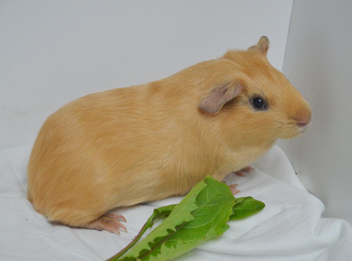 Marsvin Nelly Von Curia billede 1