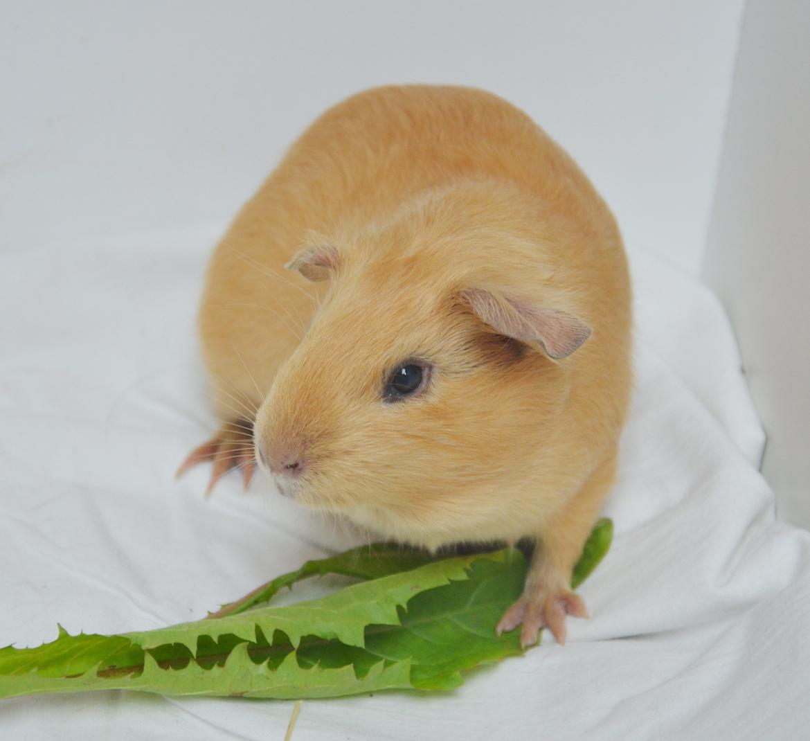 Marsvin Nelly Von Curia billede 2