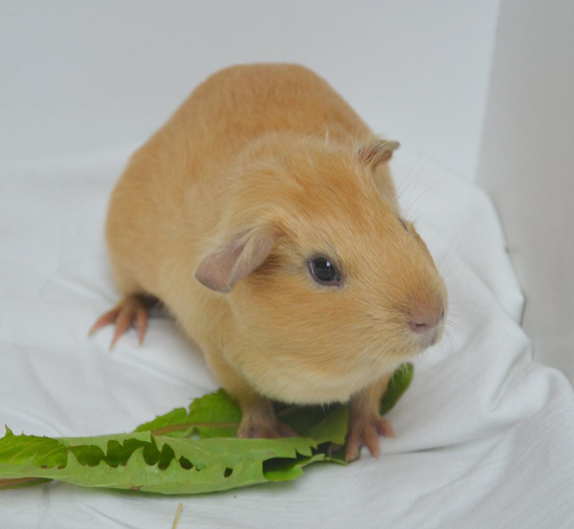 Marsvin Nelly Von Curia billede 3