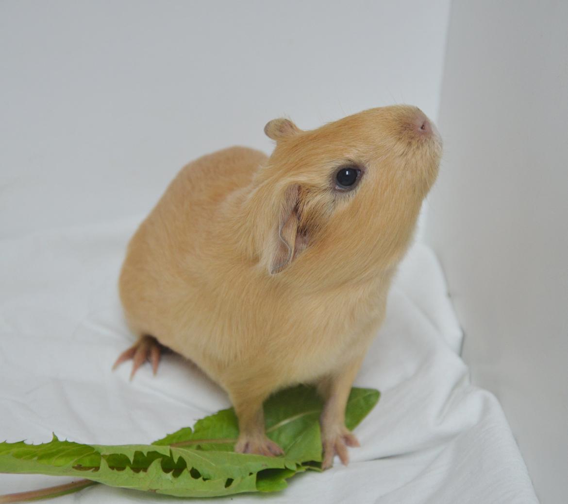 Marsvin Nelly Von Curia billede 4