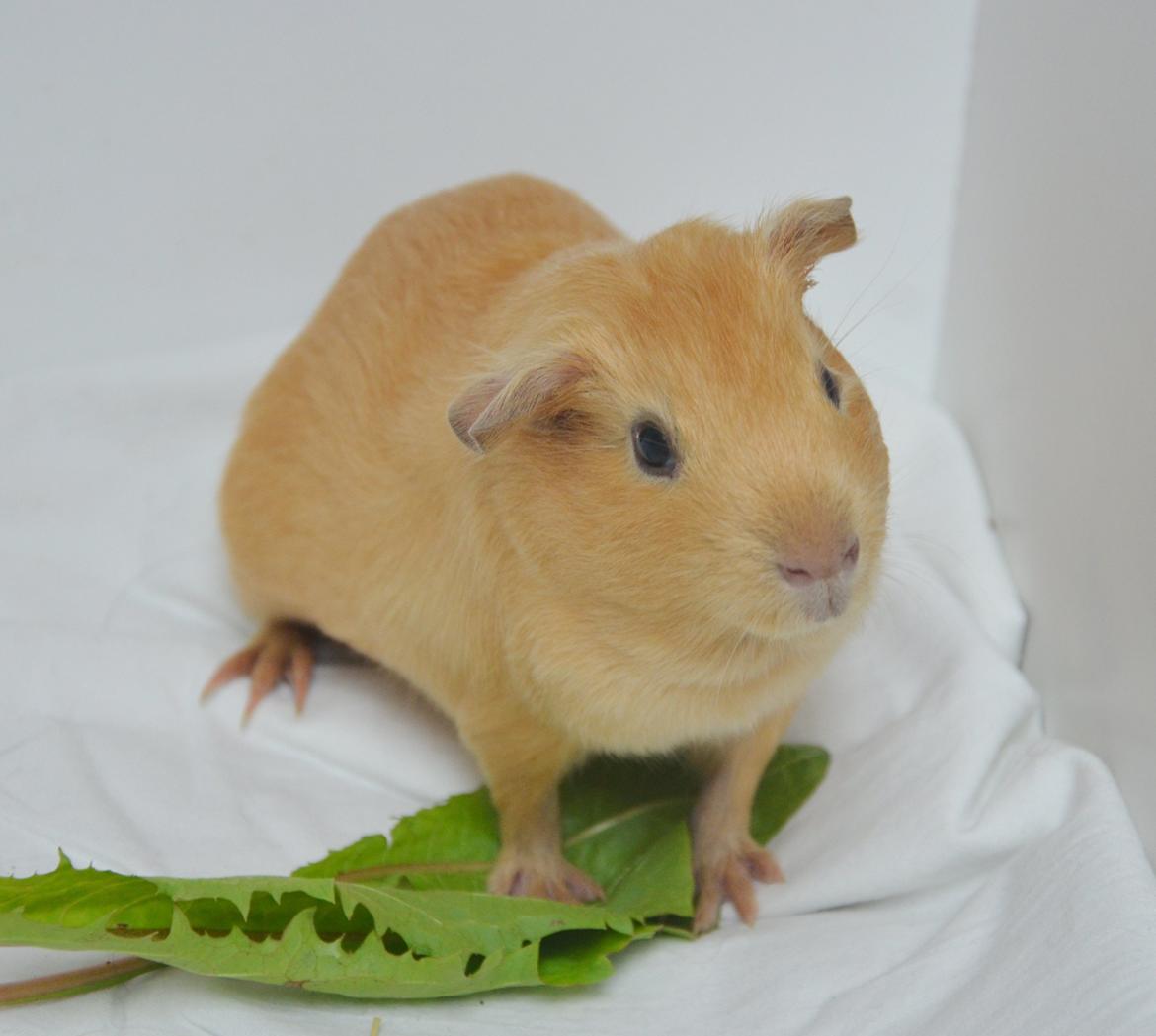 Marsvin Nelly Von Curia billede 5