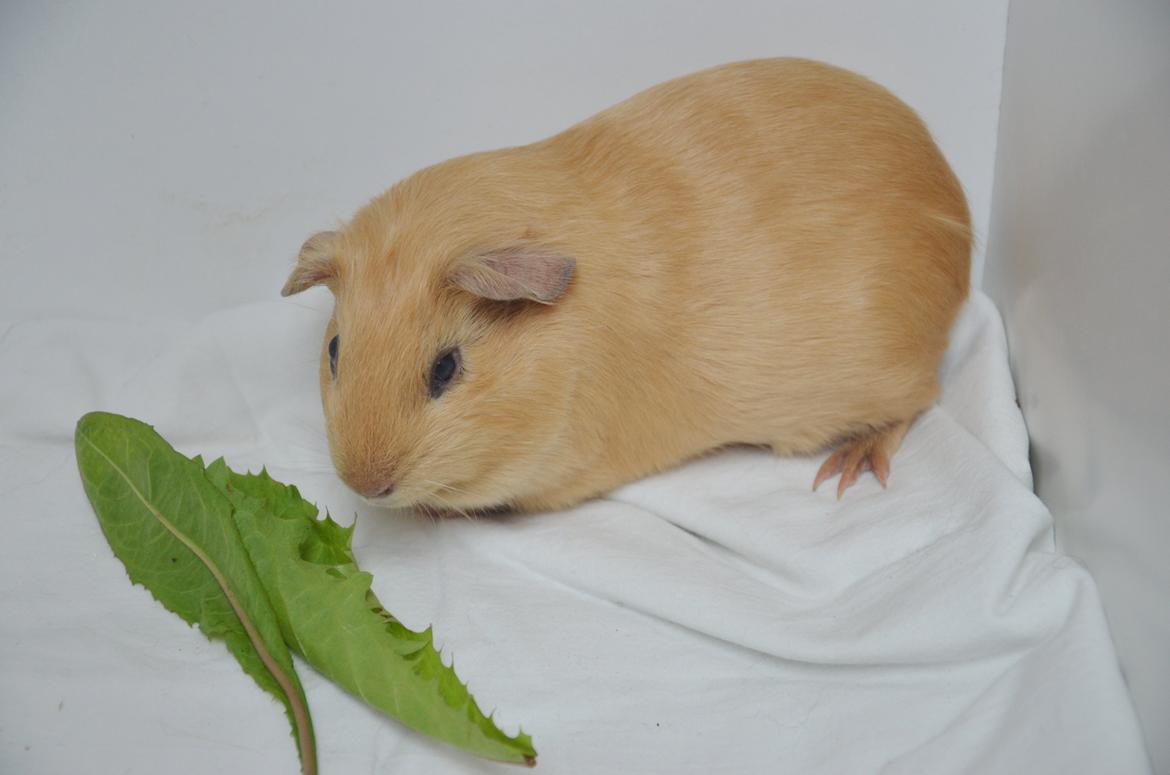 Marsvin Nelly Von Curia billede 6