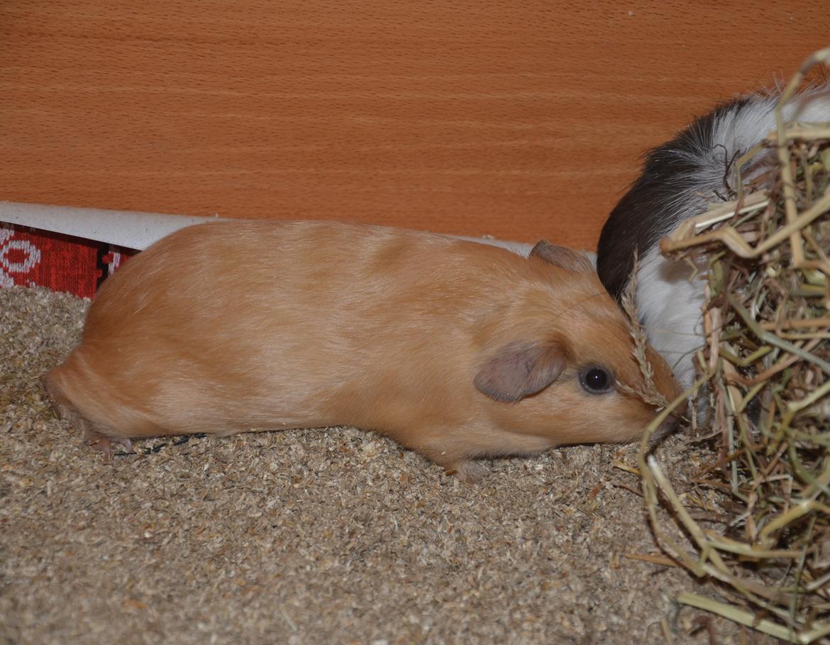 Marsvin Nelly Von Curia billede 7