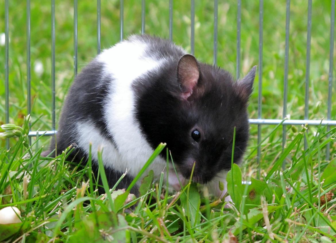 Hamster Silke billede 1