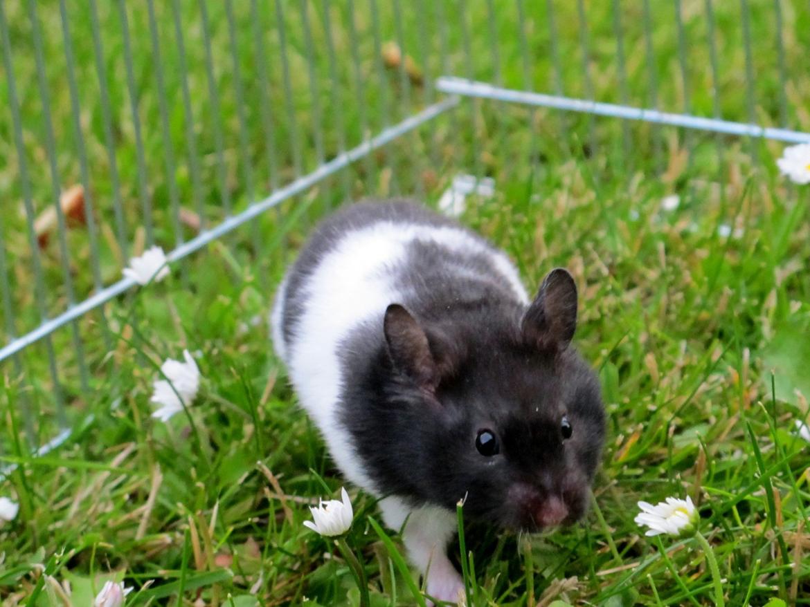 Hamster Silke billede 2