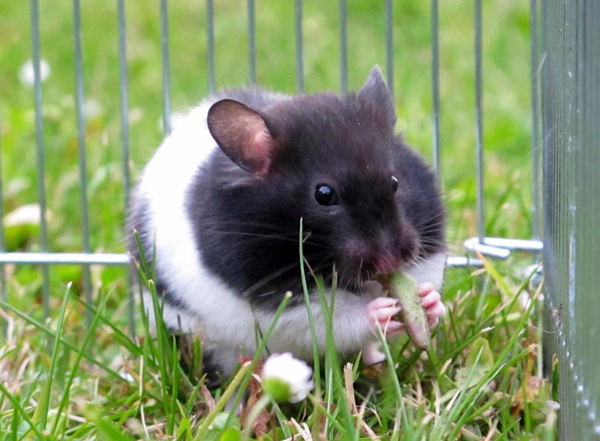 Hamster Silke billede 3