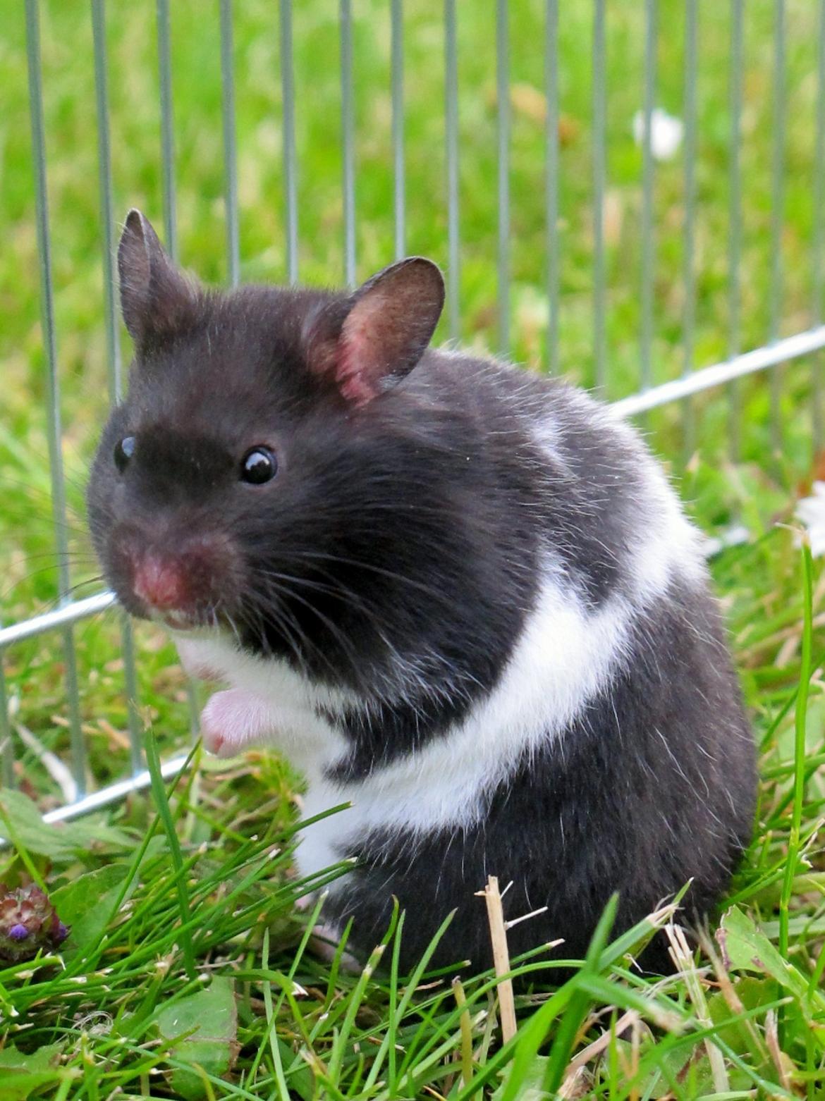 Hamster Silke billede 4